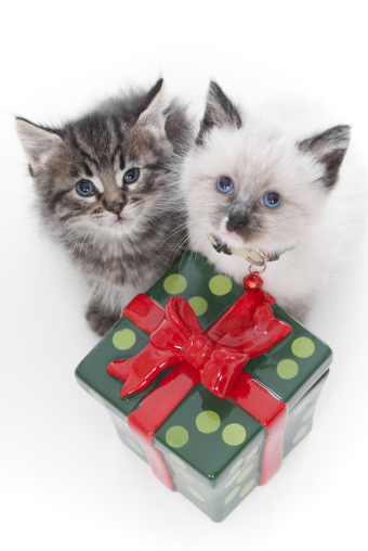 Prezenty świąteczne dla kotów