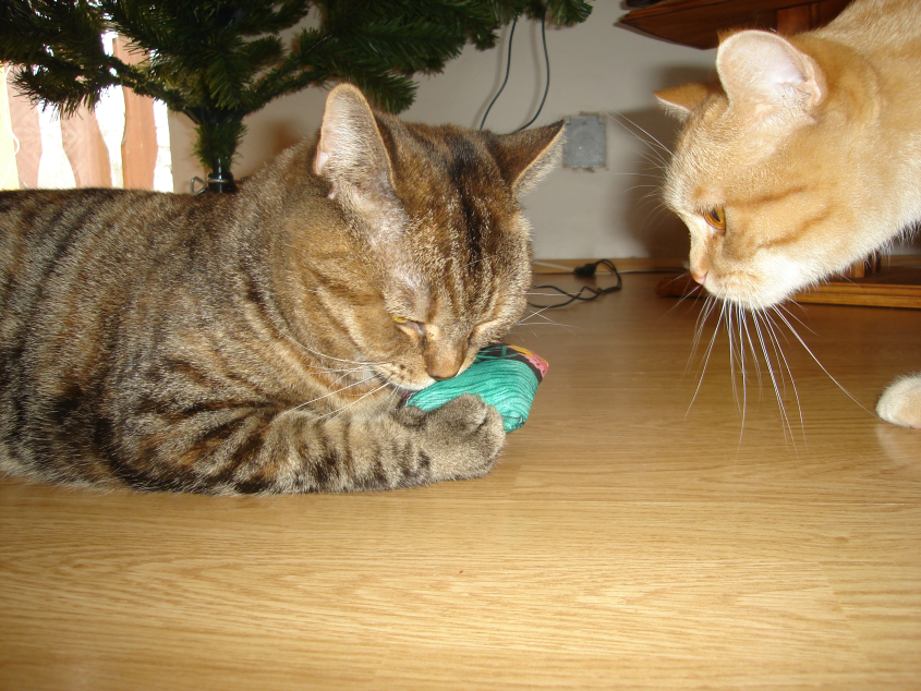 Narkotyczny aromat ziół