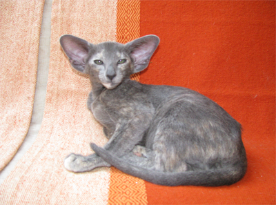 Koty orientalne i syjamskie