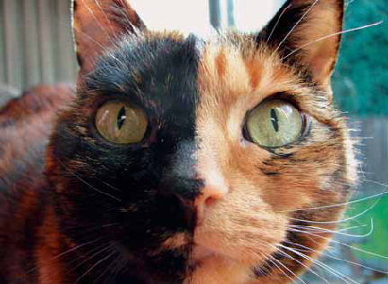 Czego potrzebują koty?