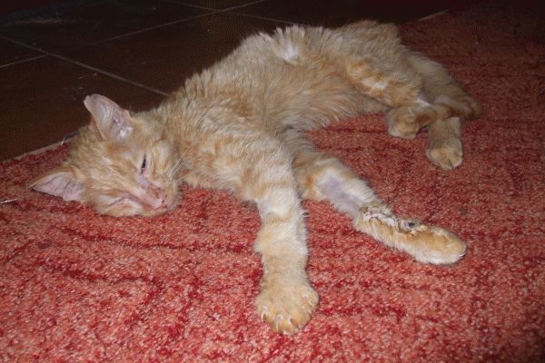 Gorzka historia rozwojowo zacofanego kota Hanulki