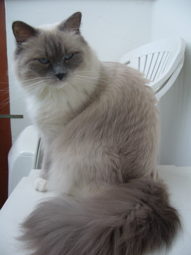 Protestowanie moczu i stwardnienie