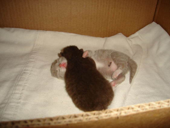 Kocięta hodowlane ręczne