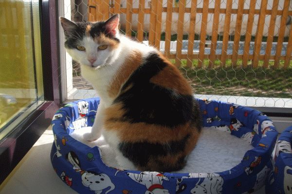 Historia kota Beauty