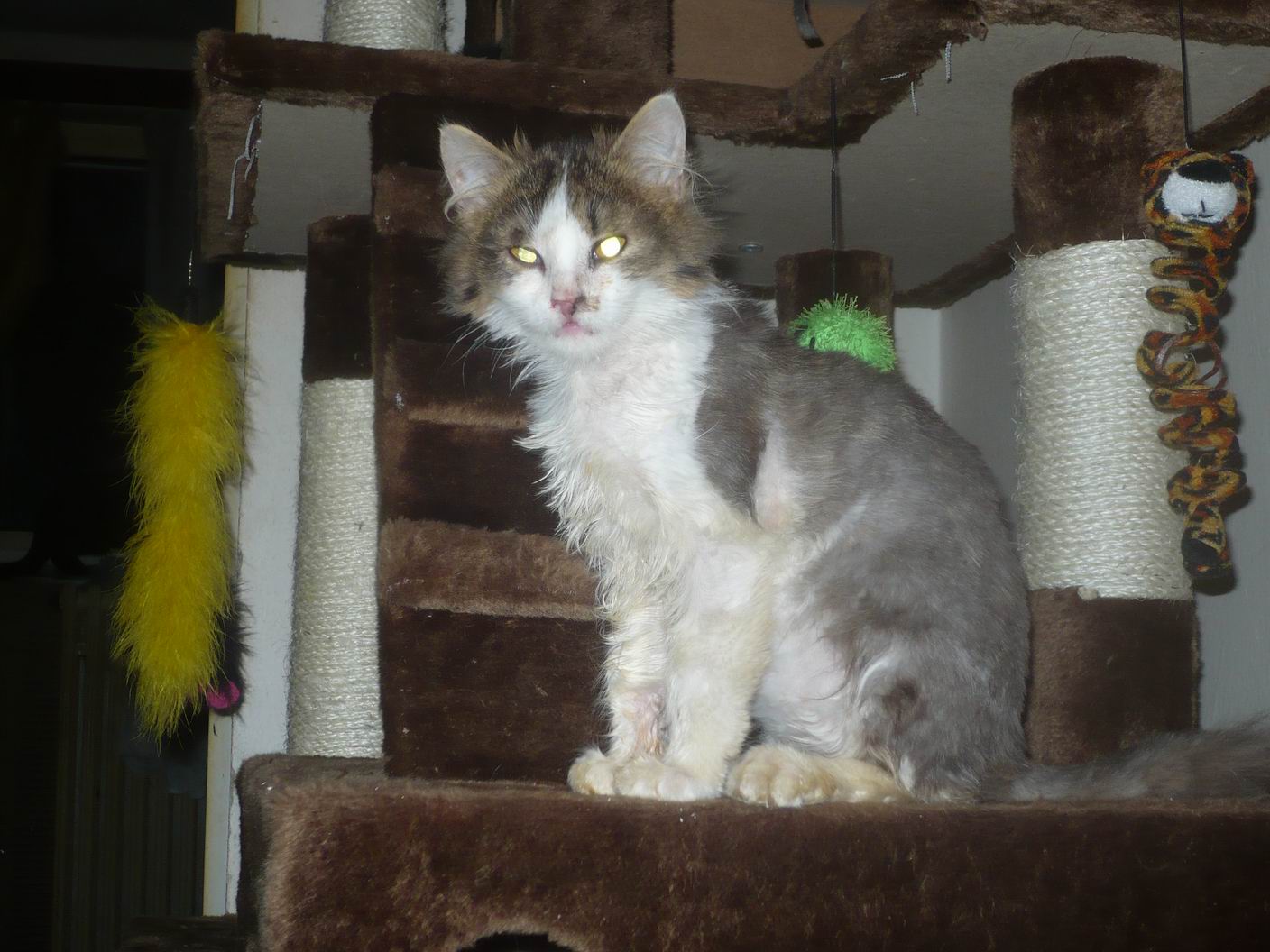 Viktorka - historia napisana przez życie