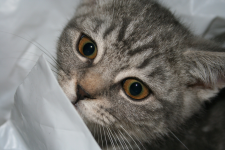 Ciekawe fakty o kotach