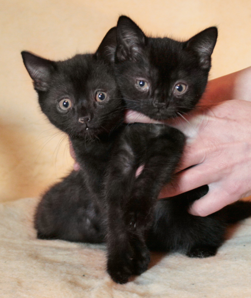 Czarny kot & # 8211; motyw do przemyślenia