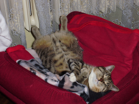 Kiedy kot osiąga starość