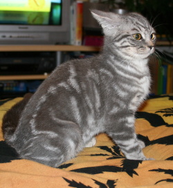 Przegląd przemówień kotów