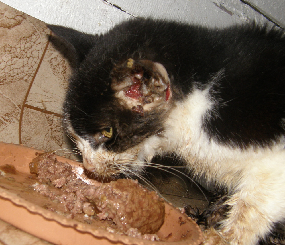 Zastrzelony przez Salmę z Hajek