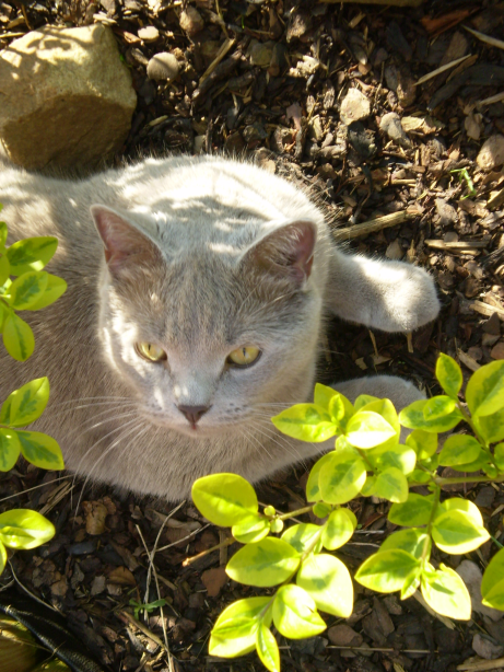 Niebezpieczeństwo czai się na kota