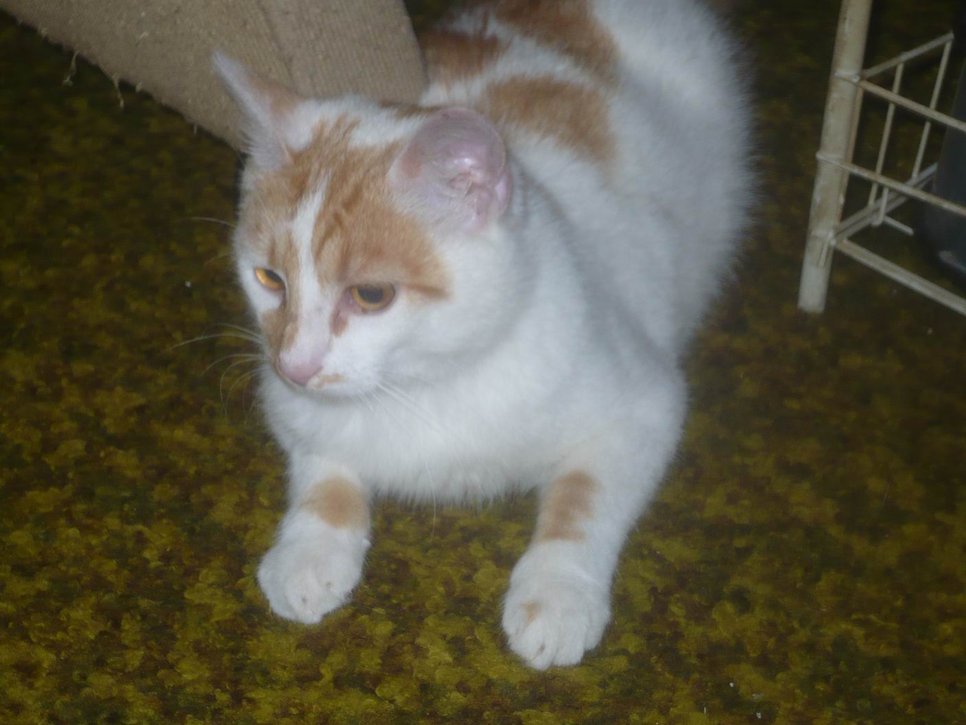 Fabian & # 8211; kot, który uciekł z żelaznej pułapki, szuka domu