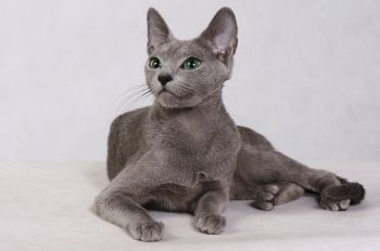 Rosyjski niebieski kot