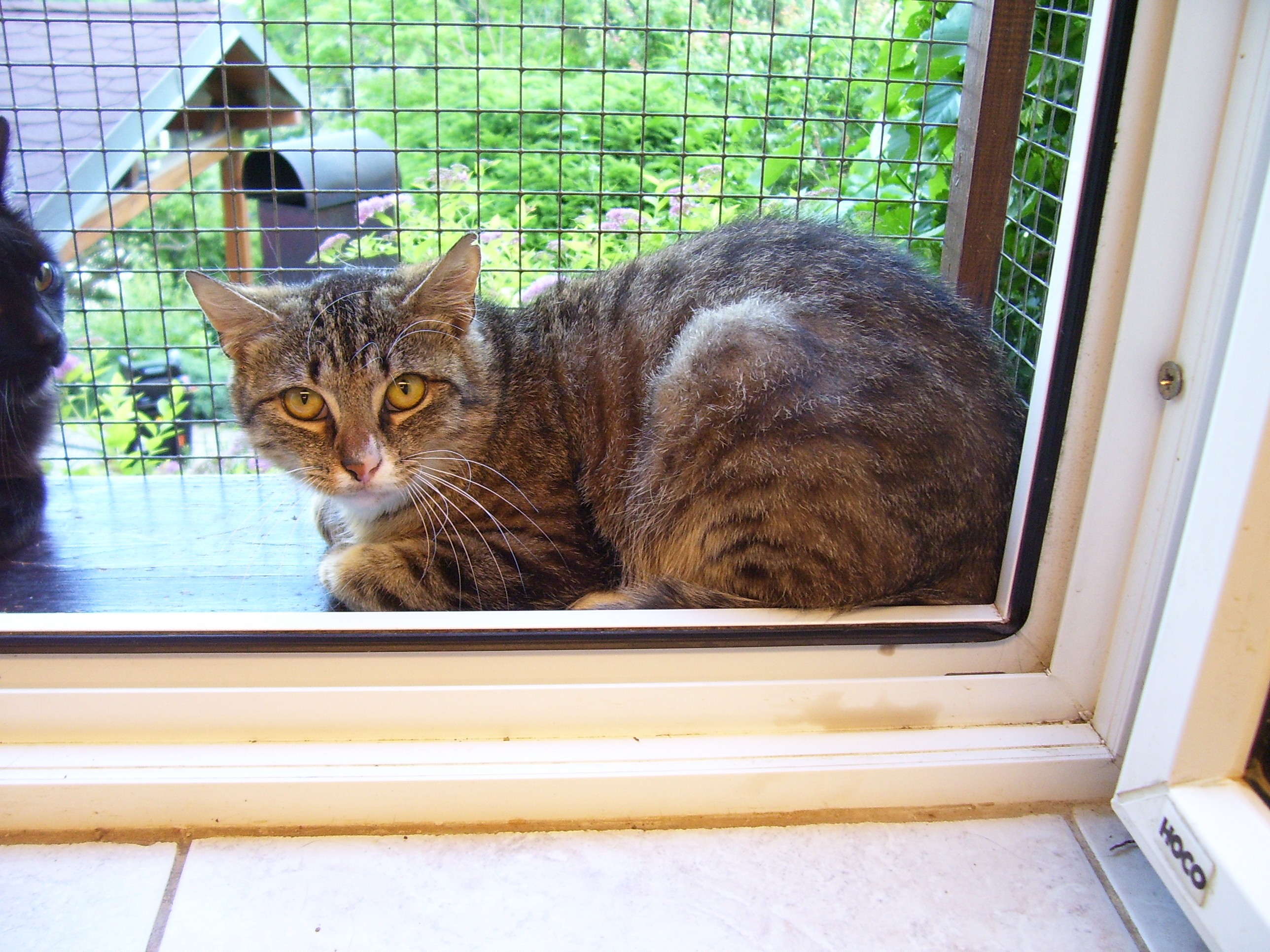 Wystawa bezdomnych kotów