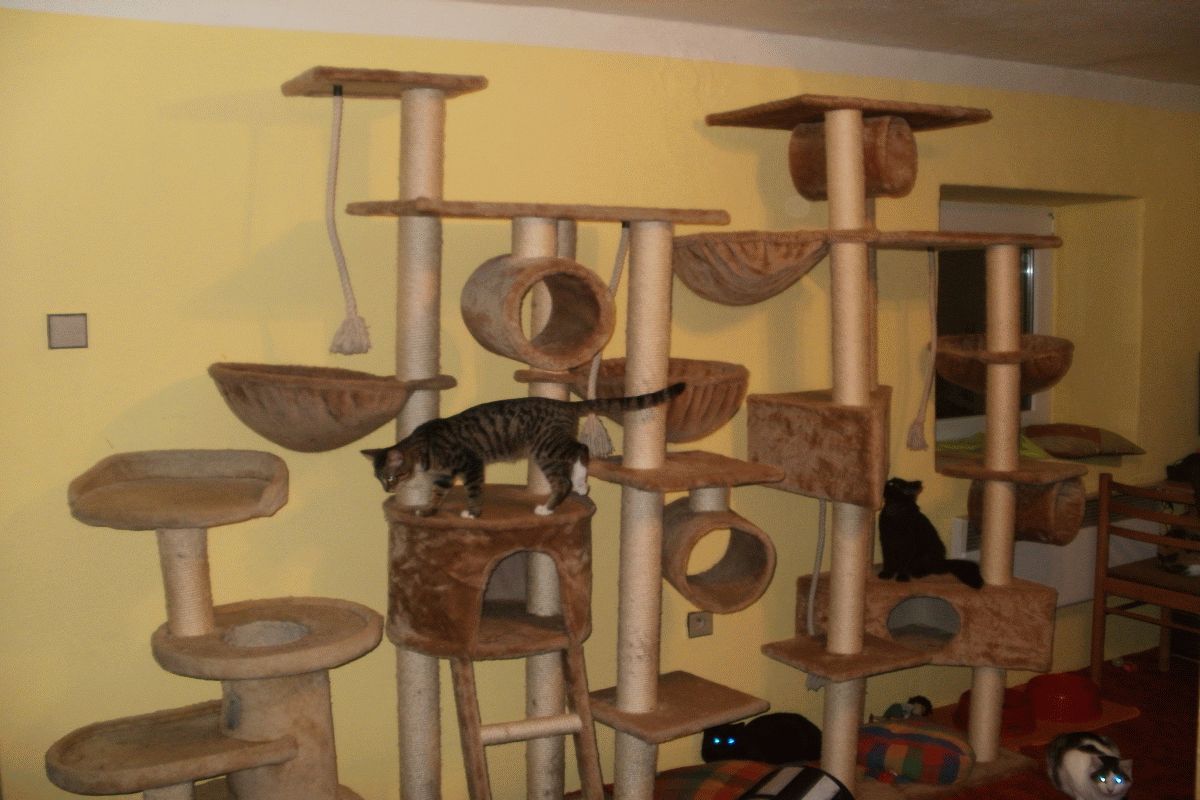 Weekend dla kotów we Vrbičanach