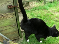 To jest moje terytorium!