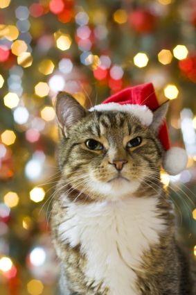 Cat Christmas