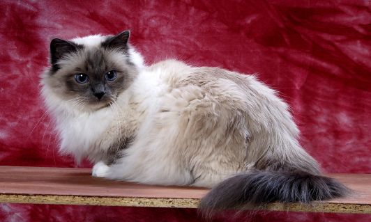 Do czego służy rodowód?