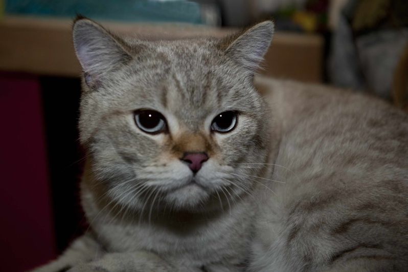 MISS CAT 2011: tomcat Darki