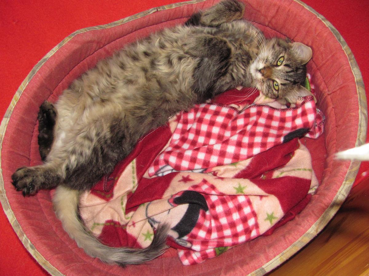 Matýsek szuka nowego domu