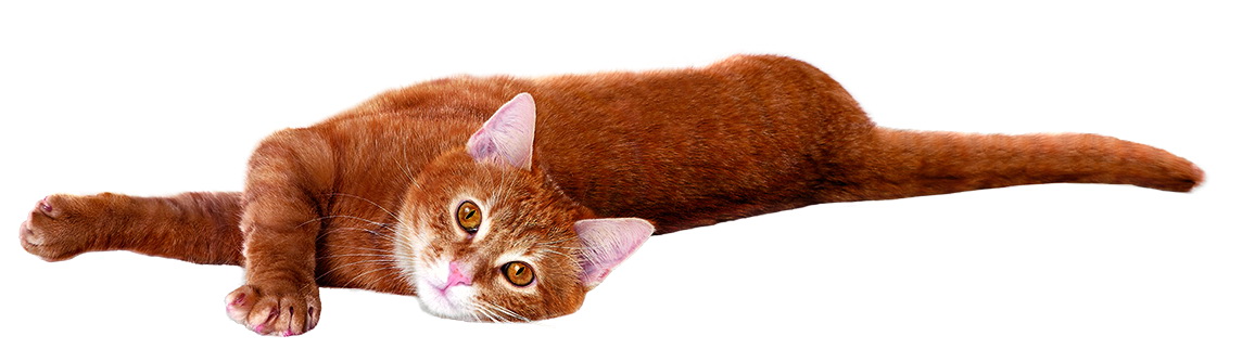 Wszystko, co chciałeś wiedzieć o sterylizacji kotów