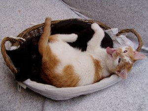 Dlaczego dwa koty są lepsze od jednego?