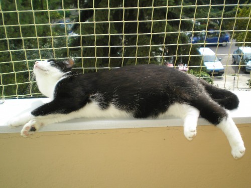 Przesąd: kot nie należy do mieszkania