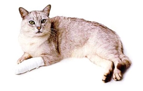 Pierwsza pomoc dla kotów