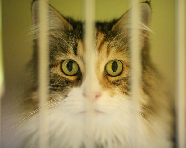 Związek Czechów z porzuconymi i znalezionymi zwierzętami