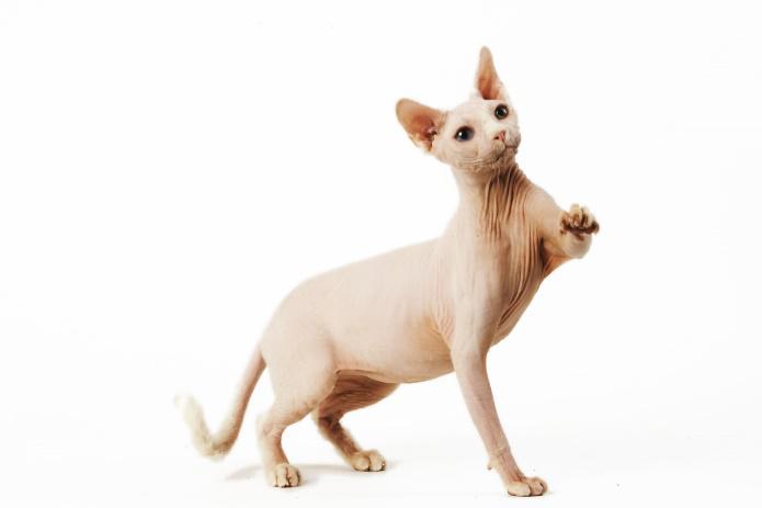 Opieka nad psem i kotem w zimie