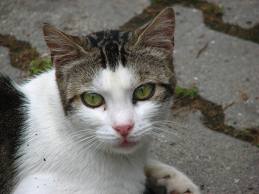 Czy sytuacja zwierząt w Czechach pogorszy się?