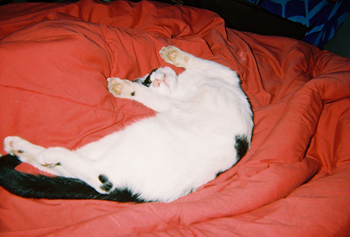 Czy kot należy do łóżka?