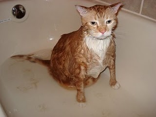 Pływać czy nie pływać?