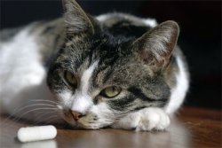 Jak podać kotowi proszek?