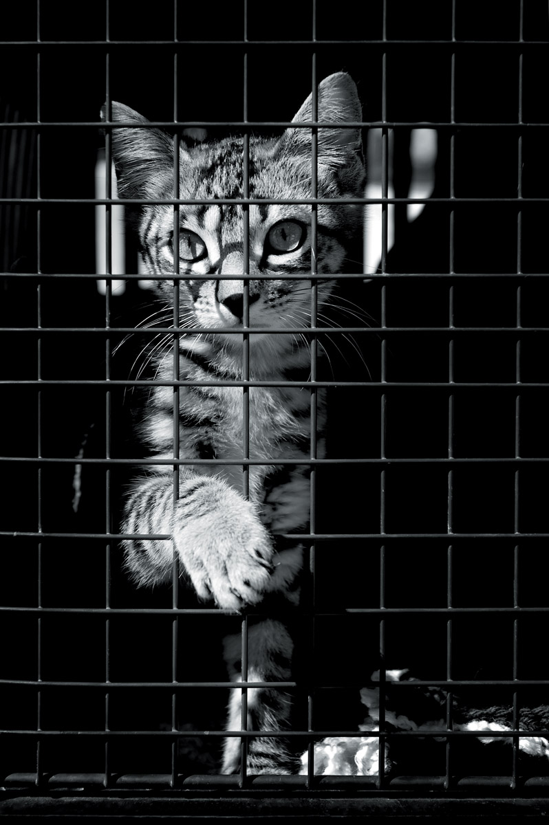 Świętuj Światowy Dzień Zwierząt z „# 8222;