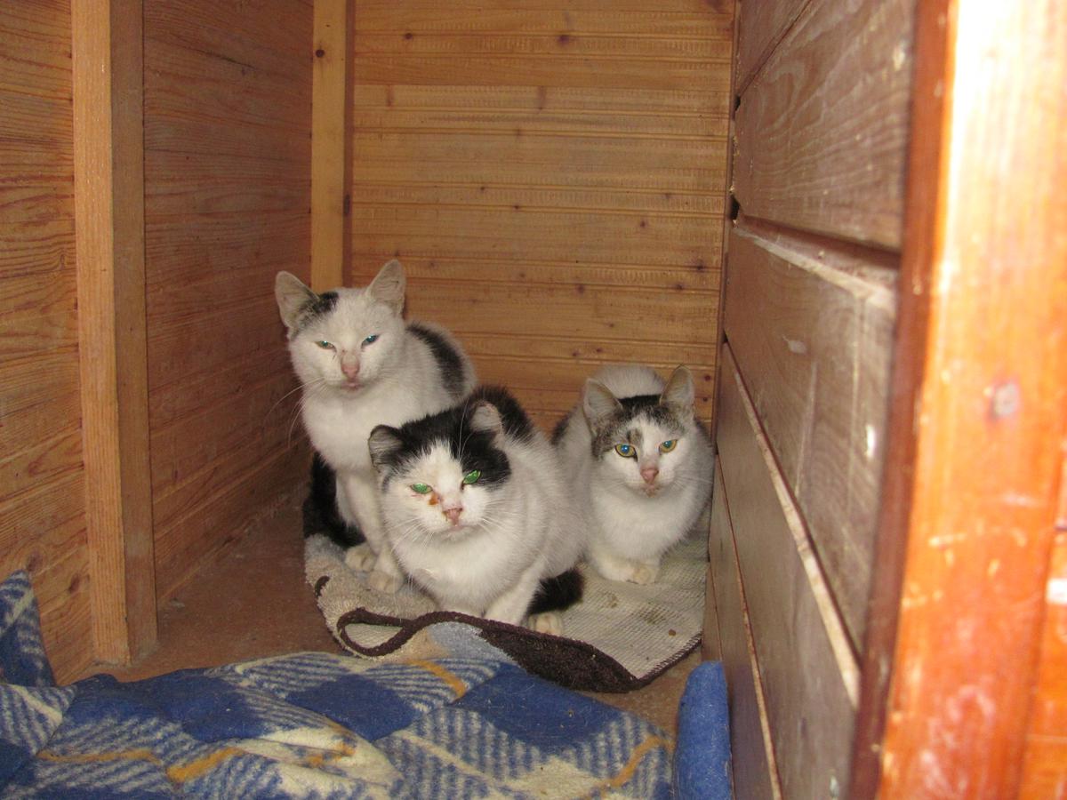 Wykorzystywane koty ze Slaný