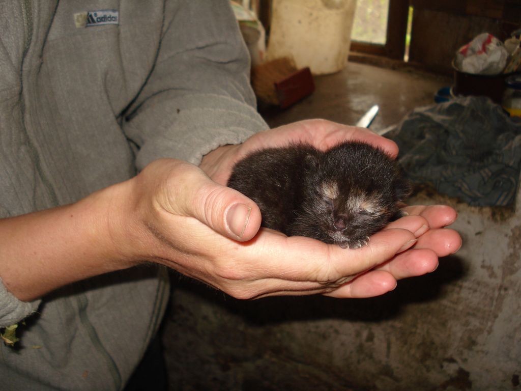 Village & # 8211; raj dla kotów czy piekło?