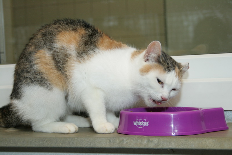 Wybrane schroniska zostaną wypełnione miskami do Bożego Narodzenia