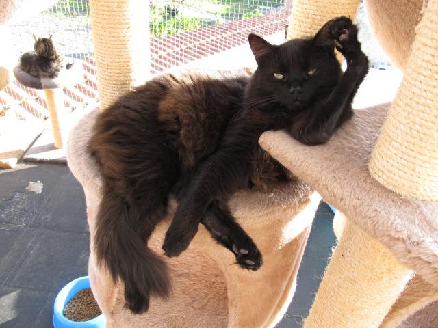 Artur z rodzaju nienarodzonych