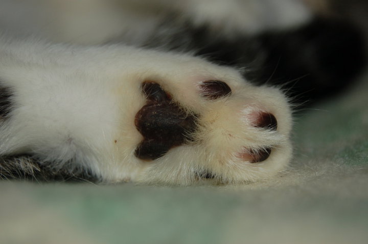 Stowarzyszenie obywatelskie Wędrujące stopy