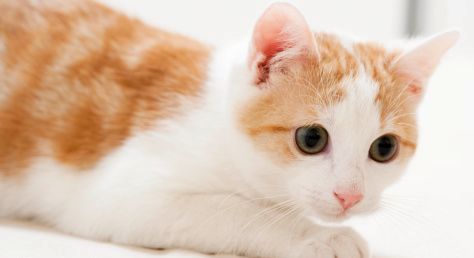 Kiedy kot się martwi