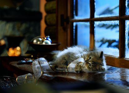 Boże Narodzenie dla kotów