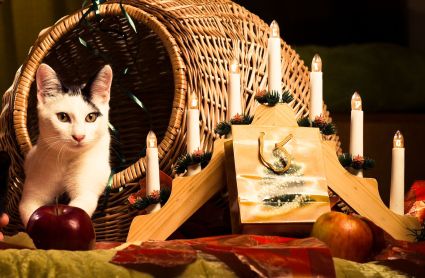 Drzewo spełnionego kota chce pomóc schroniskom