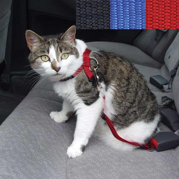 Jak przekroczyć granice ze zwierzętami w 2012 roku?