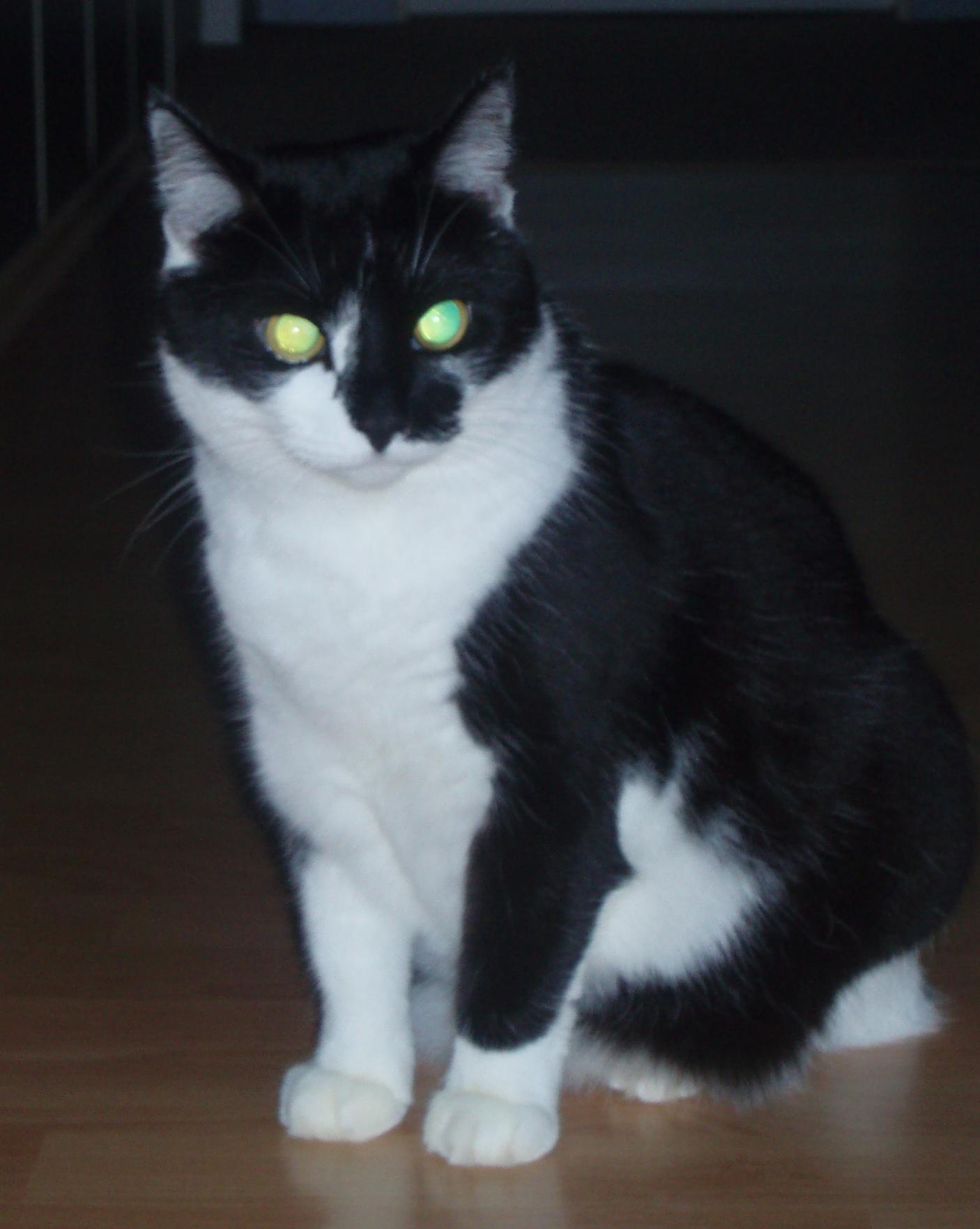 Szkoła zwierząt dla dzieci