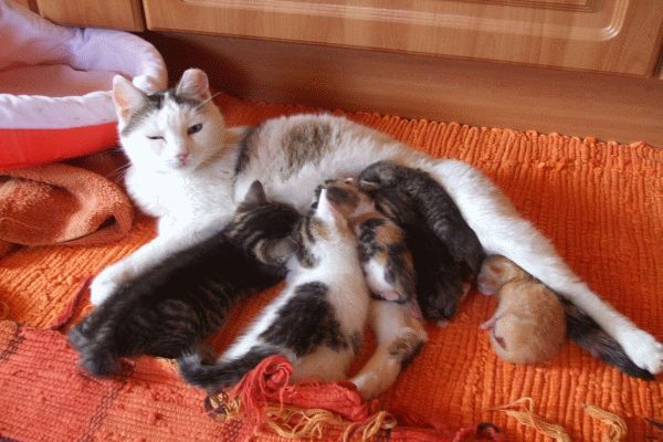 Wspomnienia starej Ťapinki