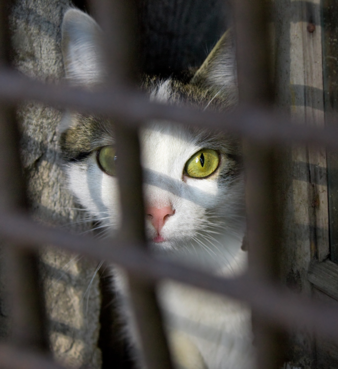 Wystawa kotów na targach FOR PETS