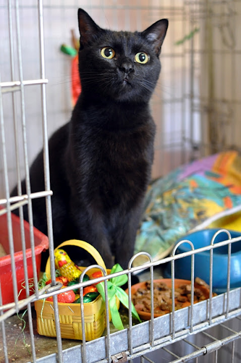 Chrupiąca Wielkanoc z kolędą