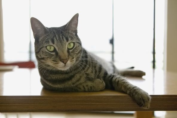 Czy chronisz swojego zwierzaka przed pasożytami?