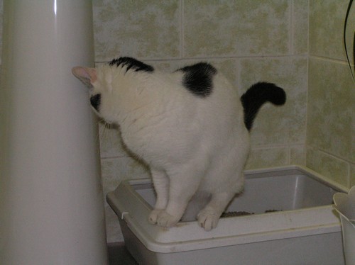 Czy Twój kot ma odpowiednią toaletę?